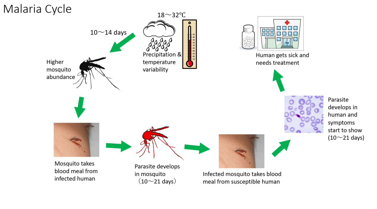 Malaria treatment shows promise in treating covid 19