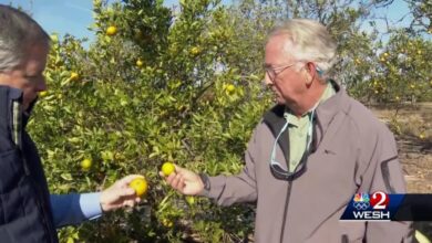 Florida citrus industry posts worst year since 1930s after hurricane damage and crop disease