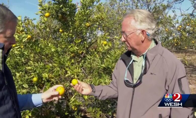 Florida citrus industry posts worst year since 1930s after hurricane damage and crop disease