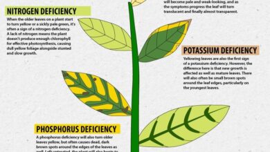 Iron the most common nutrient deficiency linked to parkinsons and compromised immunity