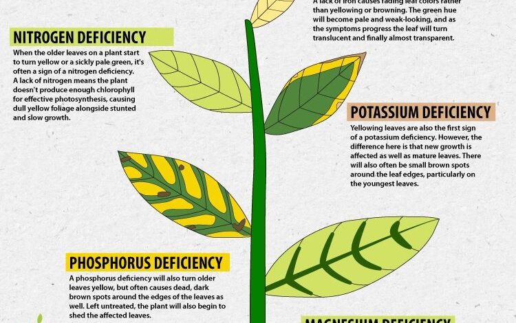 Iron the most common nutrient deficiency linked to parkinsons and compromised immunity