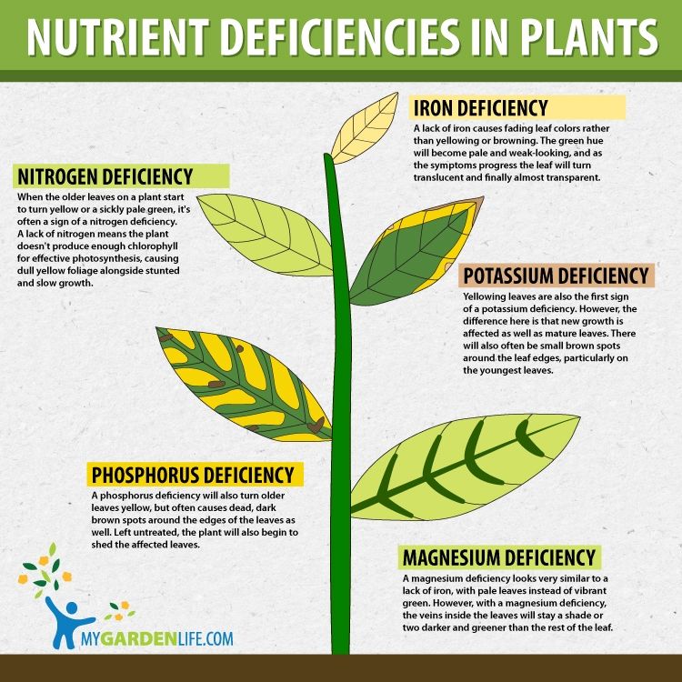 Iron the most common nutrient deficiency linked to parkinsons and compromised immunity