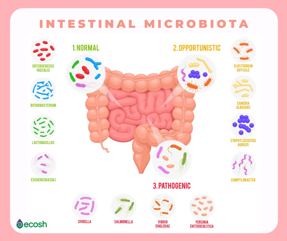 A gut microbe that heals the gut is dying off