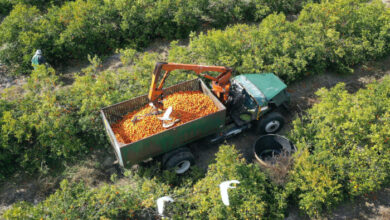 Florida takes steps to save endangered citrus production protect valuable farm land from foreign buyers