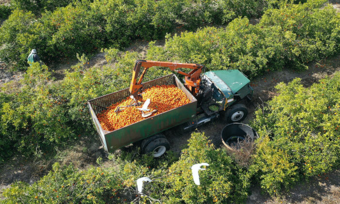 Florida takes steps to save endangered citrus production protect valuable farm land from foreign buyers