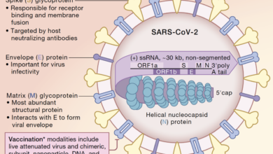 Why the body attacks itself after covid 19 vaccination