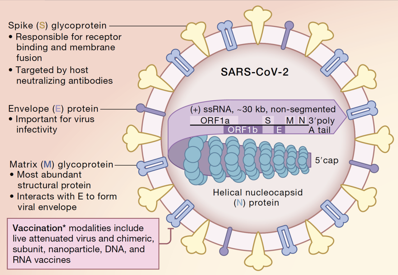 Why the body attacks itself after covid 19 vaccination