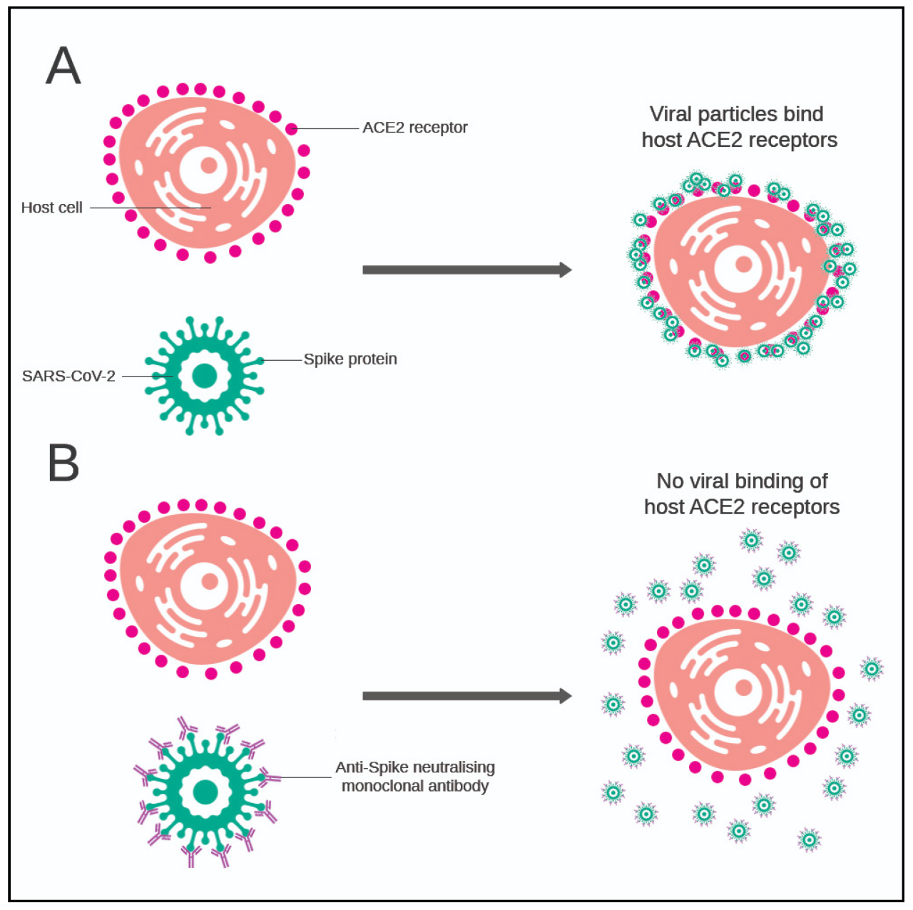 Supplies still limited more than a year after monoclonal antibodies authorized for treating covid 19