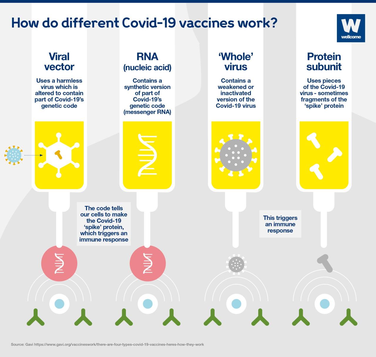 Why the body attacks itself after covid 19 vaccination