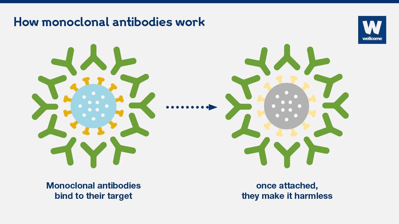 Monoclonal webinar antibodies aafp