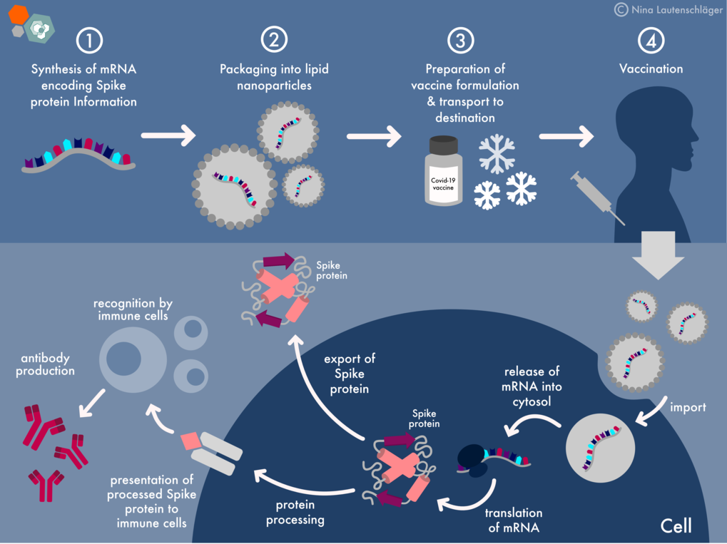 How the covid vaccine harms your gut leading to dysbiosis brain fog and autoimmune disease