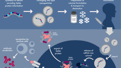 Pfizer documents show covid 19 vaccines contain potentially harmful modified rna not mrna