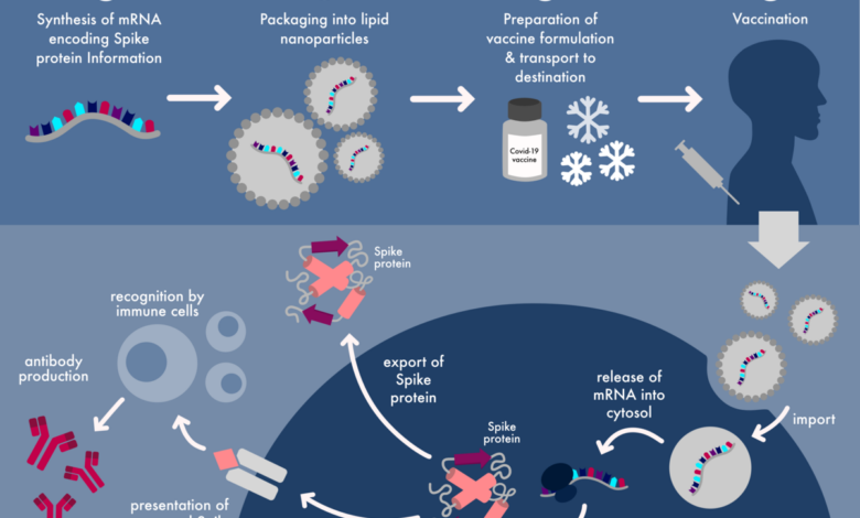 Pfizer documents show covid 19 vaccines contain potentially harmful modified rna not mrna