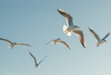 Dead birds in massachusetts town prompt concerns theyre infected with deadly virus