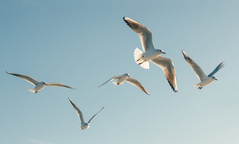 Dead birds in massachusetts town prompt concerns theyre infected with deadly virus