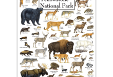 The mammals of yellowstone
