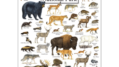 The mammals of yellowstone