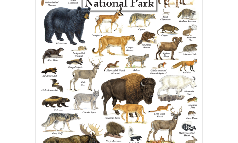 The mammals of yellowstone