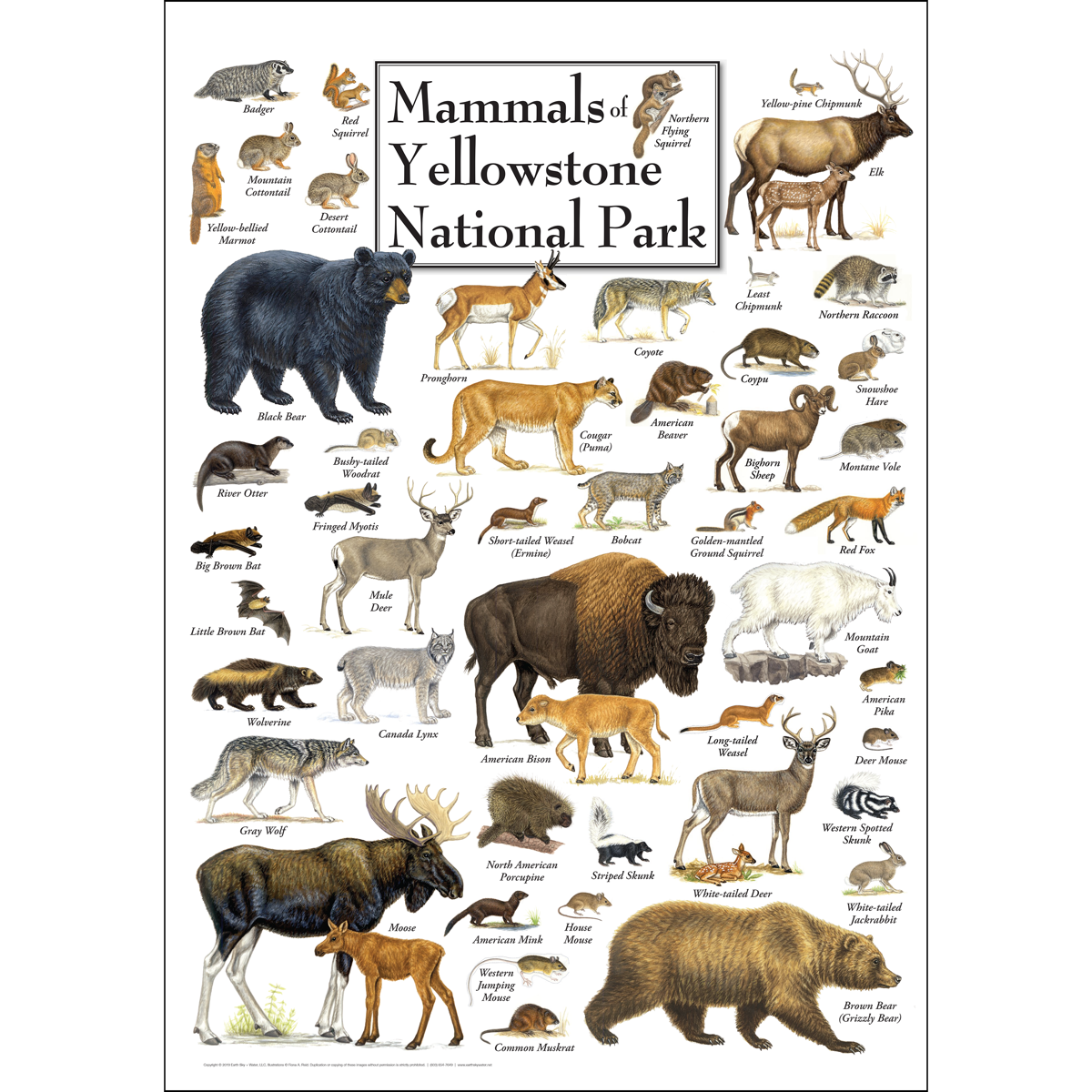 The mammals of yellowstone
