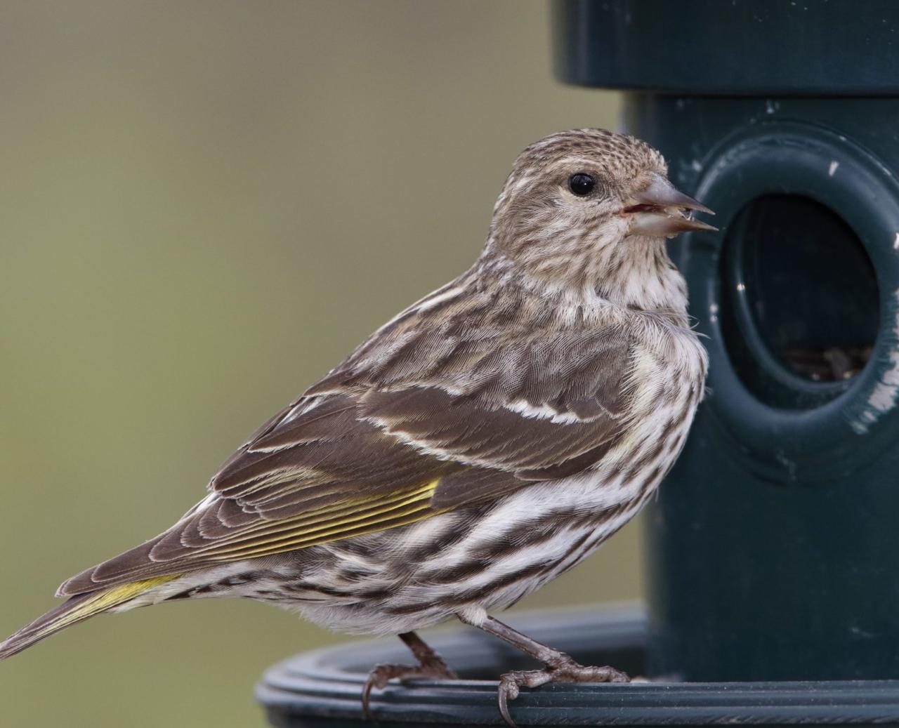 Hawk hawks jersey rough legged virginia connecticut birdadvisors Dead birds in massachusetts town prompt concerns theyre infected with deadly virus