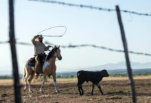 Life for border ranchers assaulted dogs beaten fences destroyed dead bodies