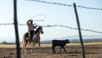 Life for border ranchers assaulted dogs beaten fences destroyed dead bodies