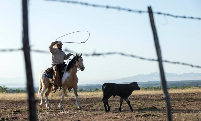 Life for border ranchers assaulted dogs beaten fences destroyed dead bodies