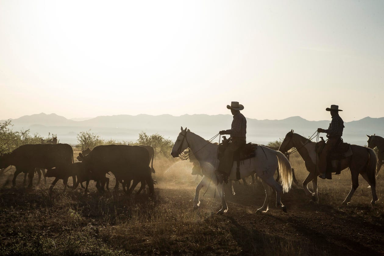 Life for border ranchers assaulted dogs beaten fences destroyed dead bodies