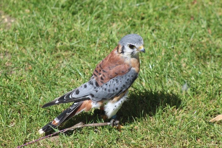 Nature: American kestrel falcons are special to Ohio