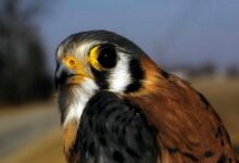 Nature: American kestrel falcons are special to Ohio