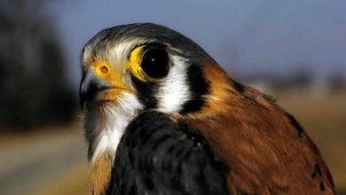 Nature: American kestrel falcons are special to Ohio