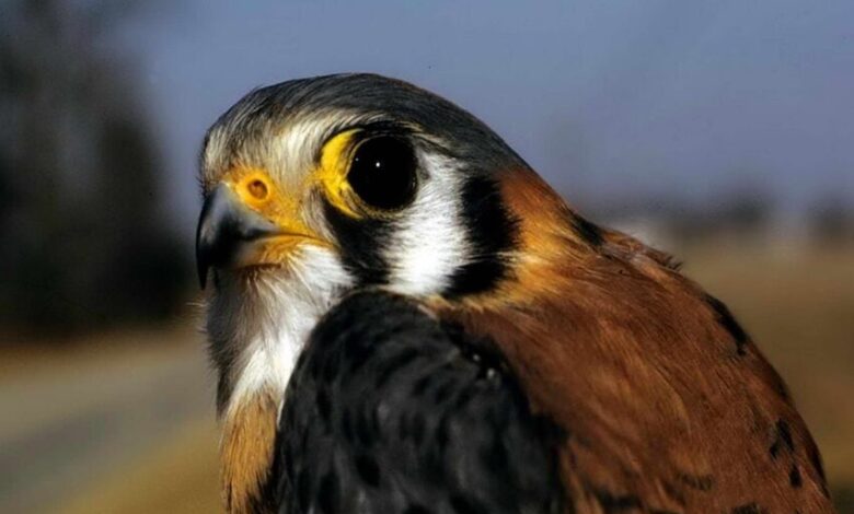 Nature: American kestrel falcons are special to Ohio