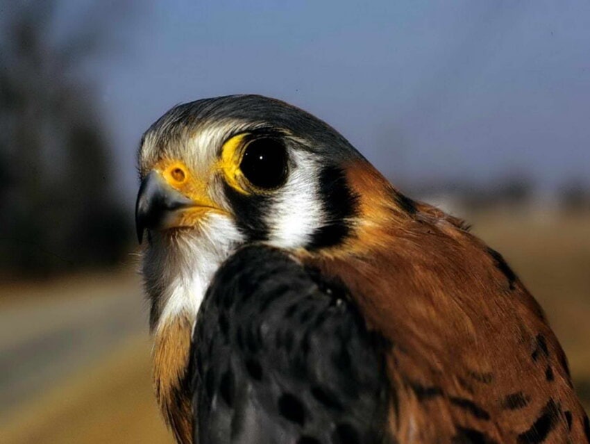 Nature: American kestrel falcons are special to Ohio