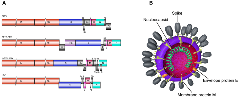 New HKU5 coronavirus strain human infection