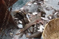 The Unveiling of a Vast, Uncharted Catch: Bottom Trawls Impact Nearly 3,000 Marine Fish Species