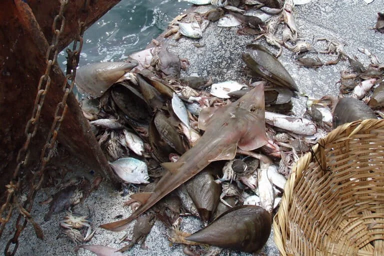 The Unveiling of a Vast, Uncharted Catch: Bottom Trawls Impact Nearly 3,000 Marine Fish Species